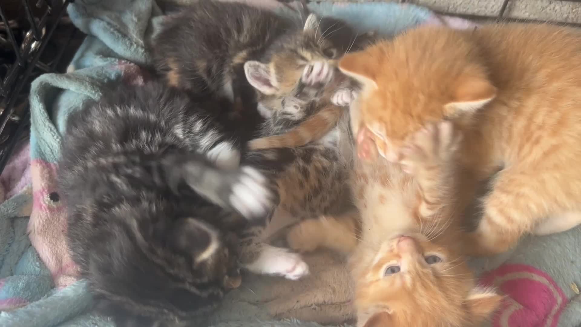 Mixed Breed cats for sale: Five very beautiful little boys.  - Video 1