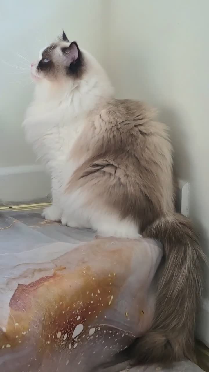 Ragdoll cats for sale: Tica registered exceptional  Ragdolls  - Video 1