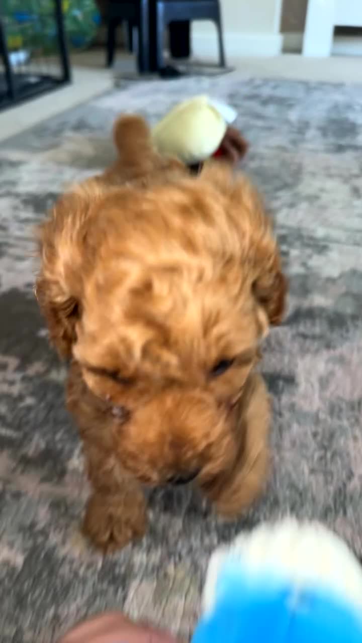 Toy Poodle dogs for sale: Toy poodles deep red. 2 - Video 1