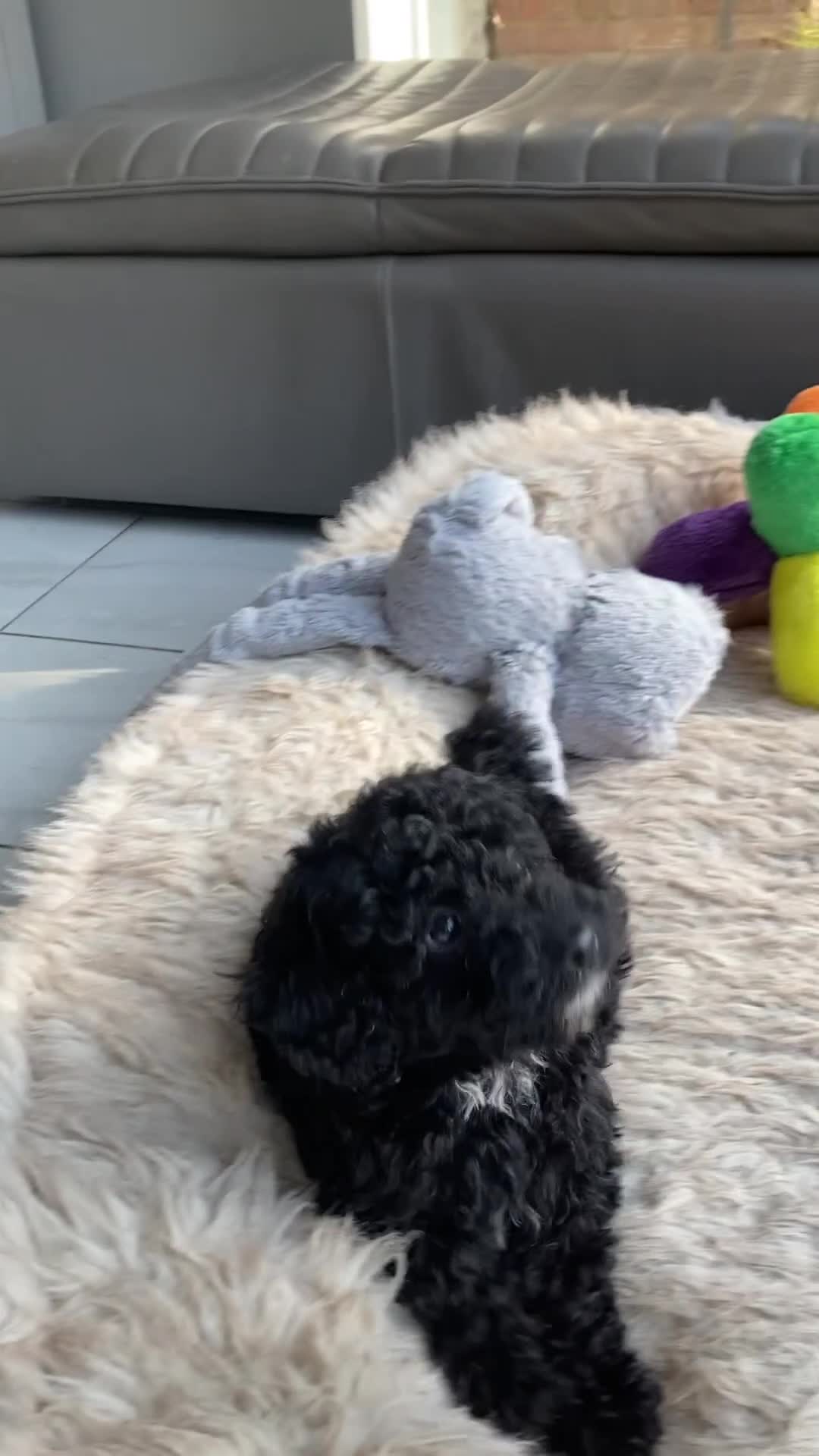 Poodle dogs for sale: Poodle x fully vaccinated  - Video 2
