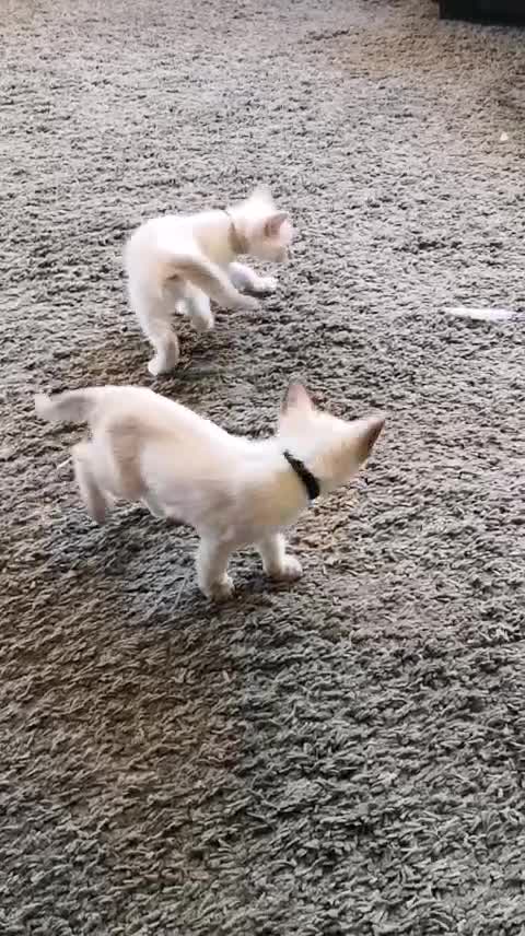 Ragamese cats for sale: Fluffy Ragdoll Cross Siamese Kittens - Video 2