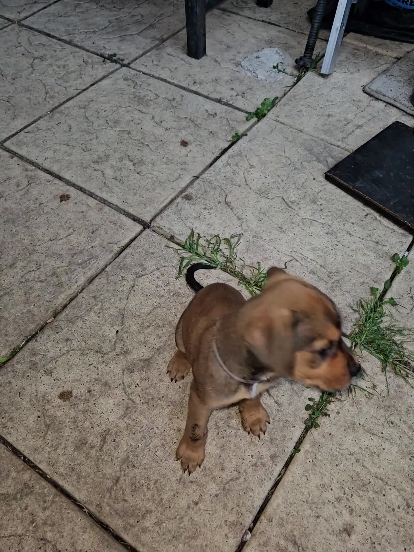 Mixed Breed dogs for sale: staffweiler - Video 1