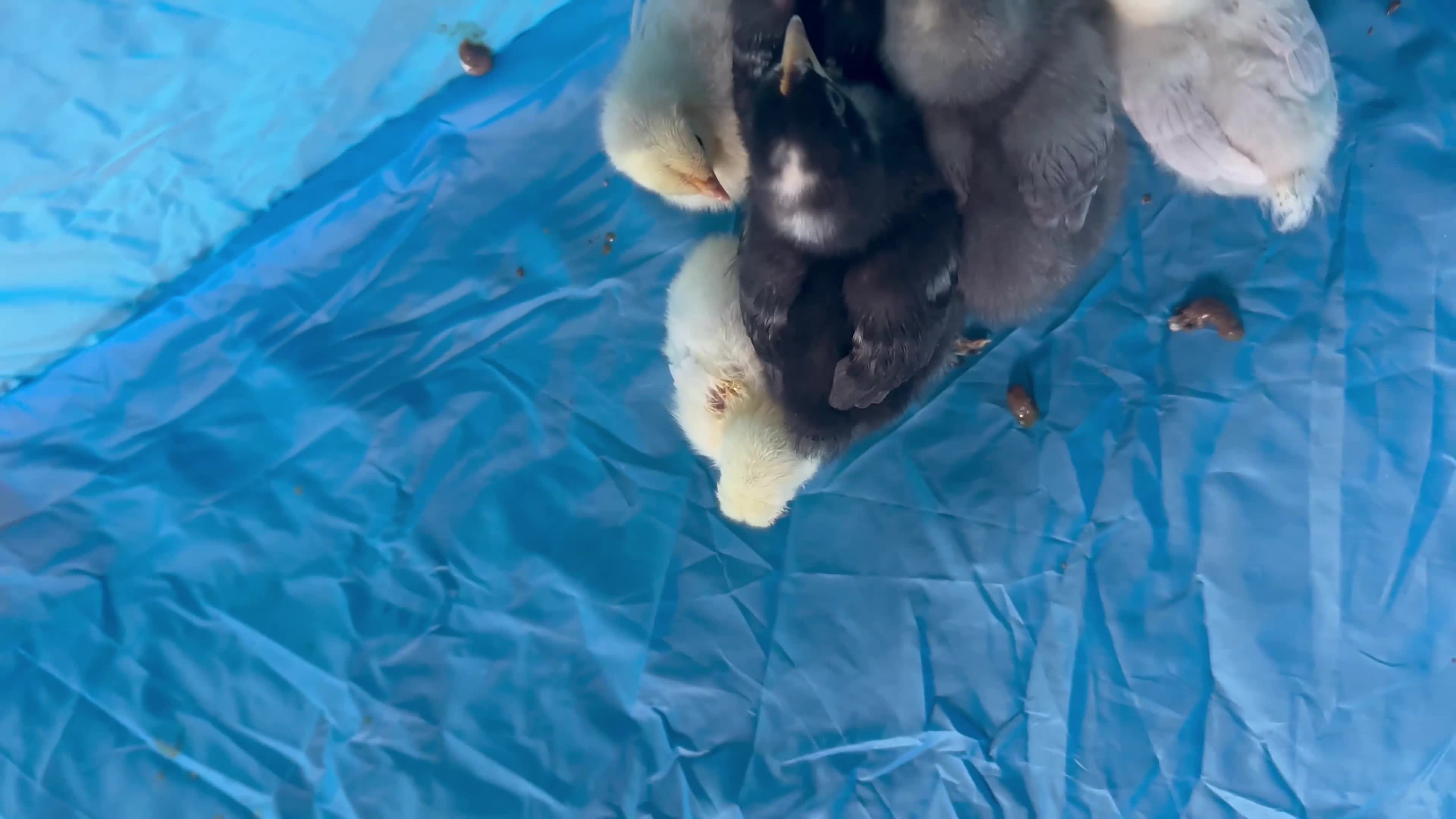 Chickens poultry for sale: Adorable Lilac Pekin Bantams & Mixed Chicks in Port Talbot - Video 1