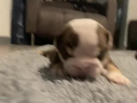 English Bulldog dogs for sale: TOP CLASS  English Bull Dog puppies  - Video 1