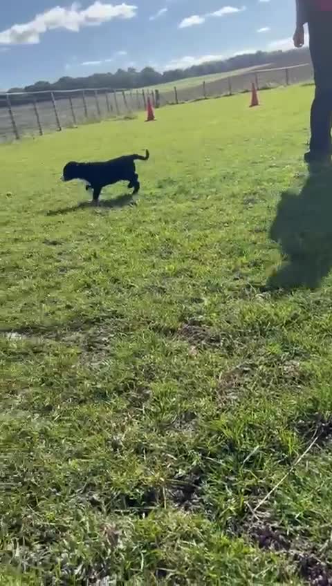 Border Collie dogs for sale: Border collie puppies - Video 1