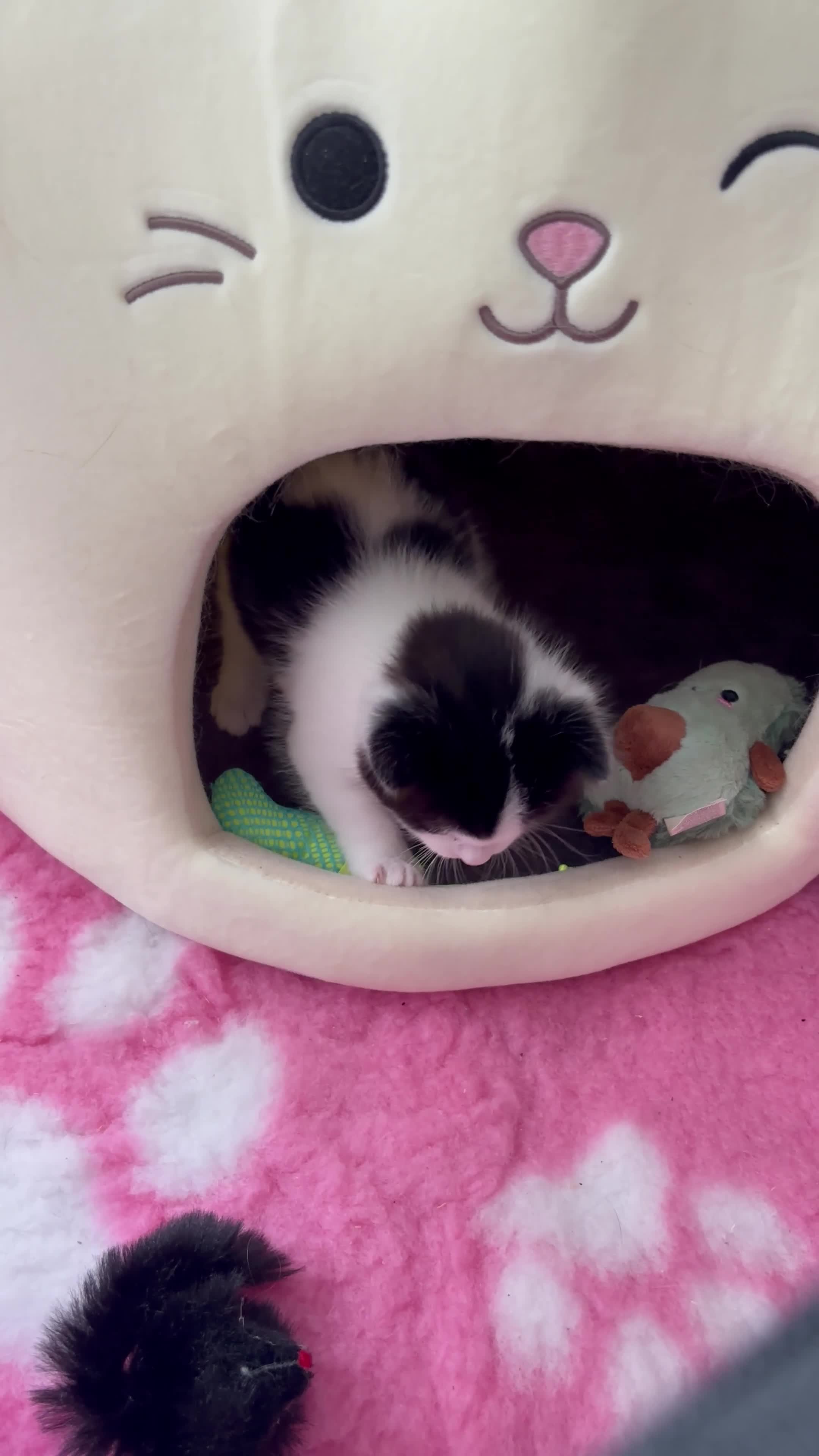Mixed Breed cats for sale: Gorgeous black and white “Cow Cat” boy kitten🩵🐄 - Video 1