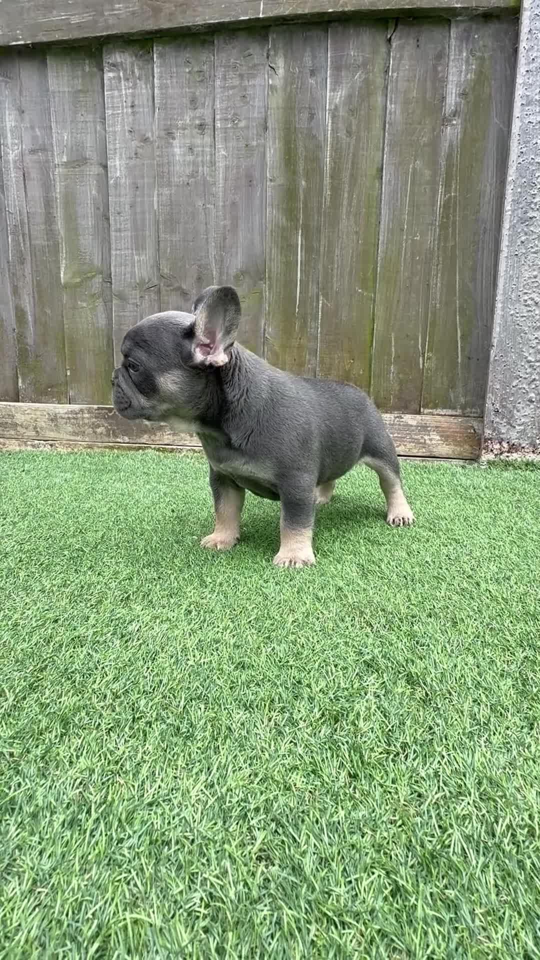 French Bulldog dogs for sale: 💗 Lilac & Tan 💗 - Video 1