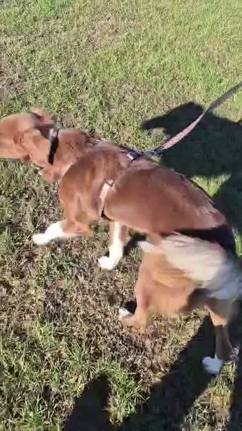 Mixed Breed dogs for sale: Lovely Gem needs her family  in Aldershot - Video 3