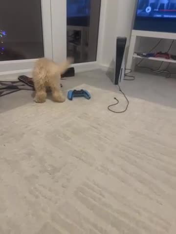 Cockapoo dogs for sale: Beautiful F1b Cockapoo Puppies , Ready Now!  - Video 1