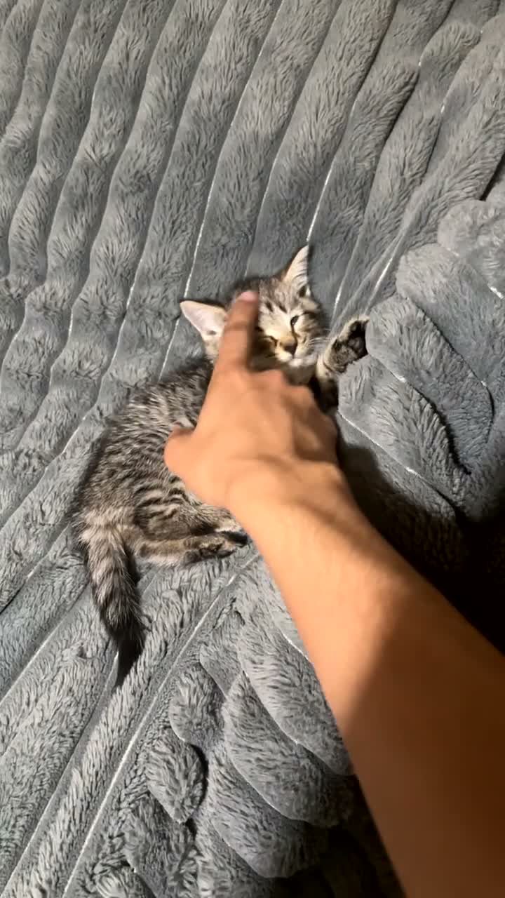 Mixed Breed cats for sale: Male Tabby Kitten 🐾 - Video 3
