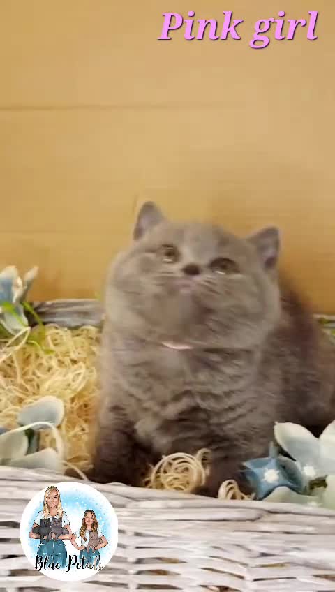 British Shorthair cats for sale: 4 beautiful British short hairs available  - Video 4