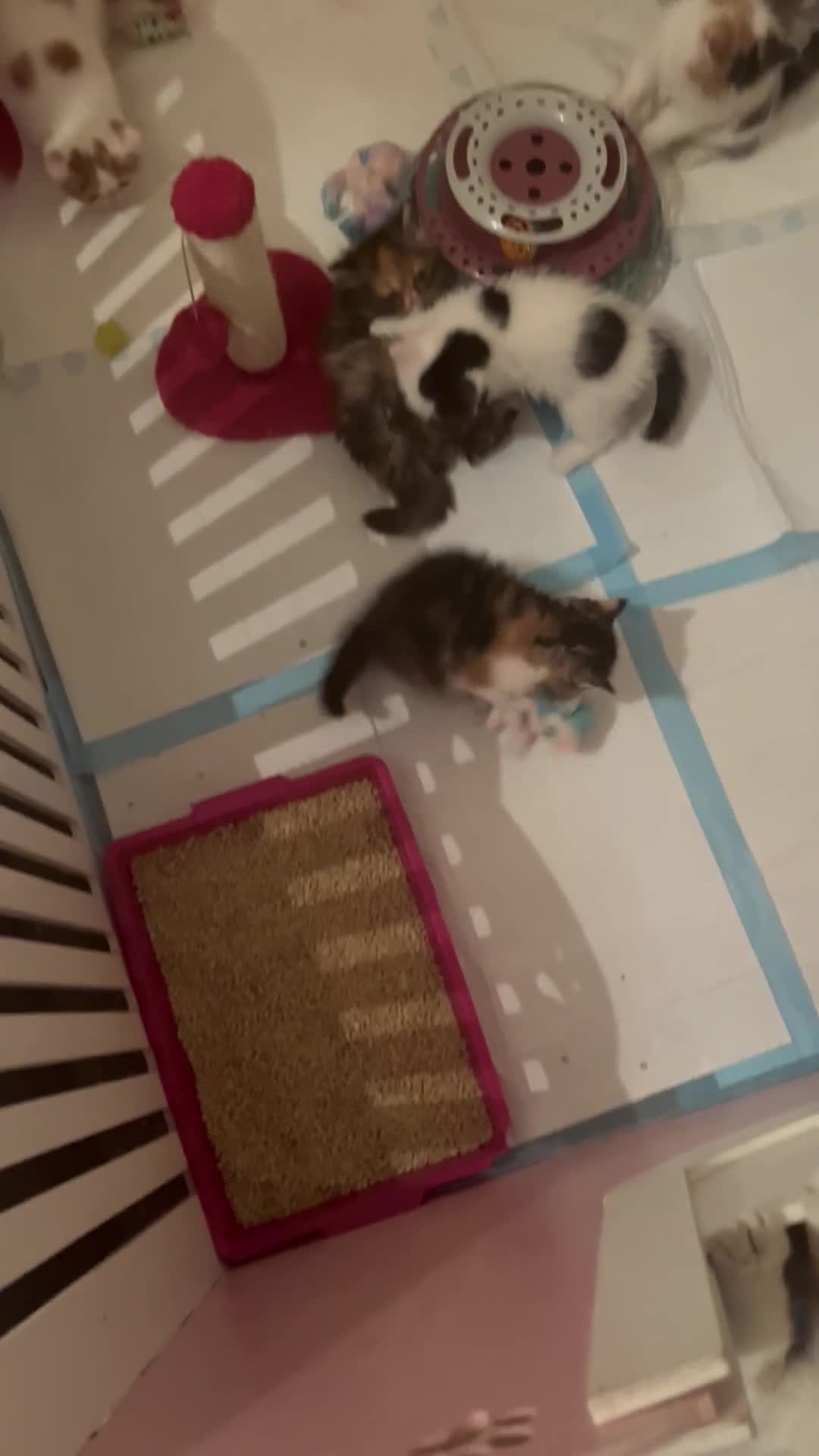 Exotic cats for sale: Exotic kittens  - Video 2