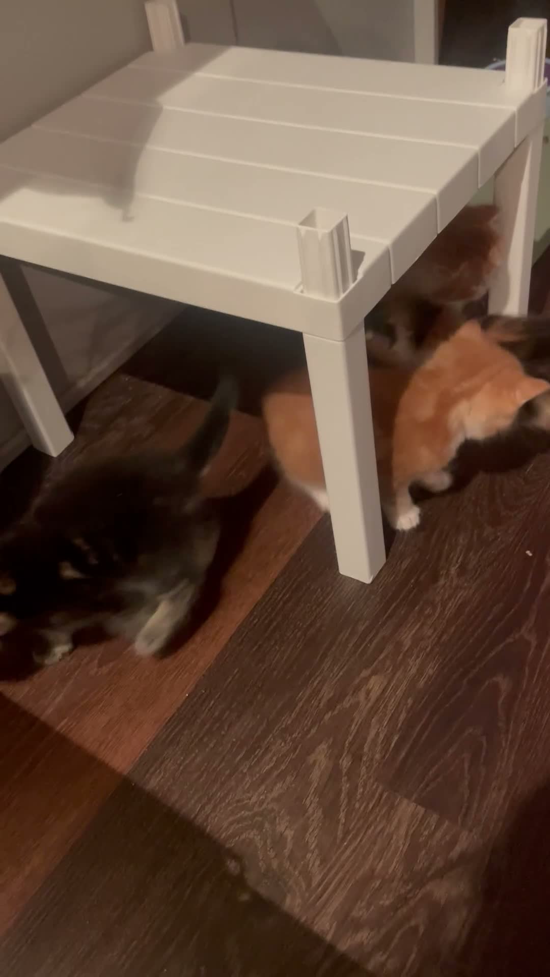 Maine Coon cats for sale: Gorgeous Maine coon domestic shorthair mix kittens - Video 1