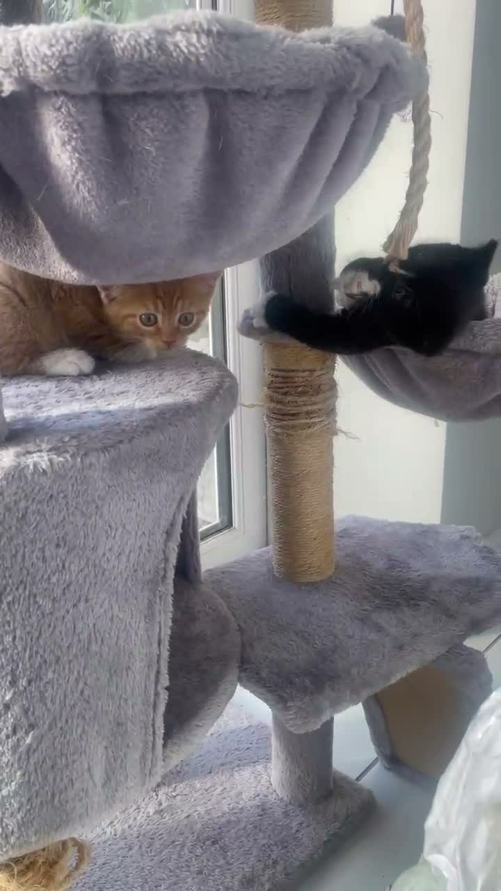 Mixed Breed cats for sale: British Shorthair Mix Kittens  - Video 2