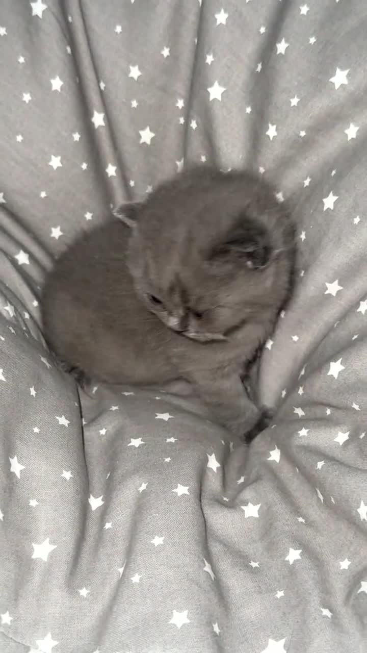 British Shorthair cats for sale: BSH KITTENS  - Video 3