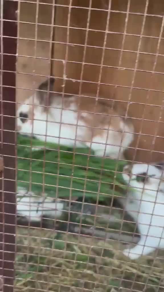 Mixed Breed rabbits for sale: Rabbits for sale in Oswestry - Video 2