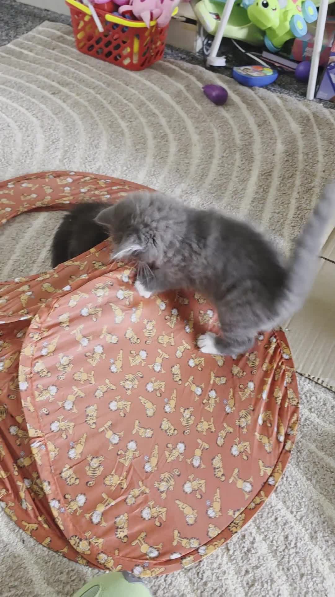 Mixed Breed cats for sale: 4 funny, playful, loving beautiful kittens  in Dunfermline - Video 1
