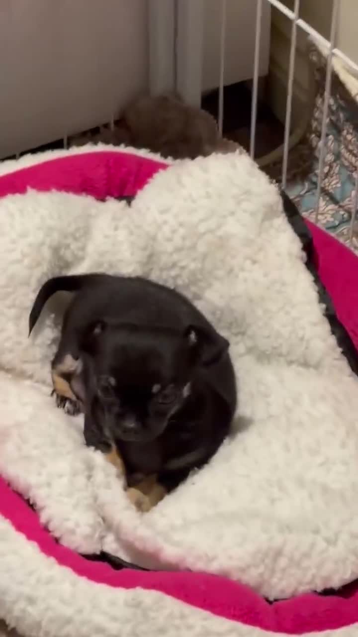 Chihuahua dogs for sale: Black & tan chihuahua  **   in Mexborough - Video 1