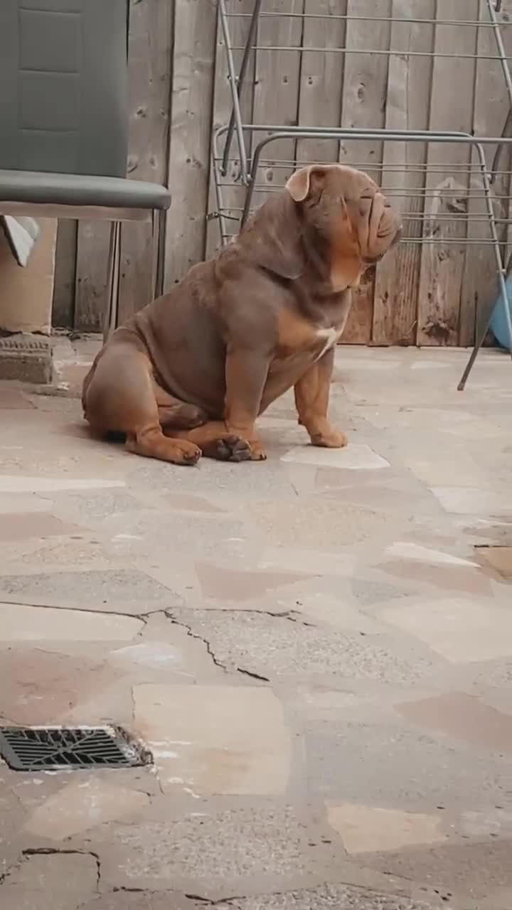 English Bulldog dogs for sale: Beautiful fullsuit litter of perfection 😃  - Video 1