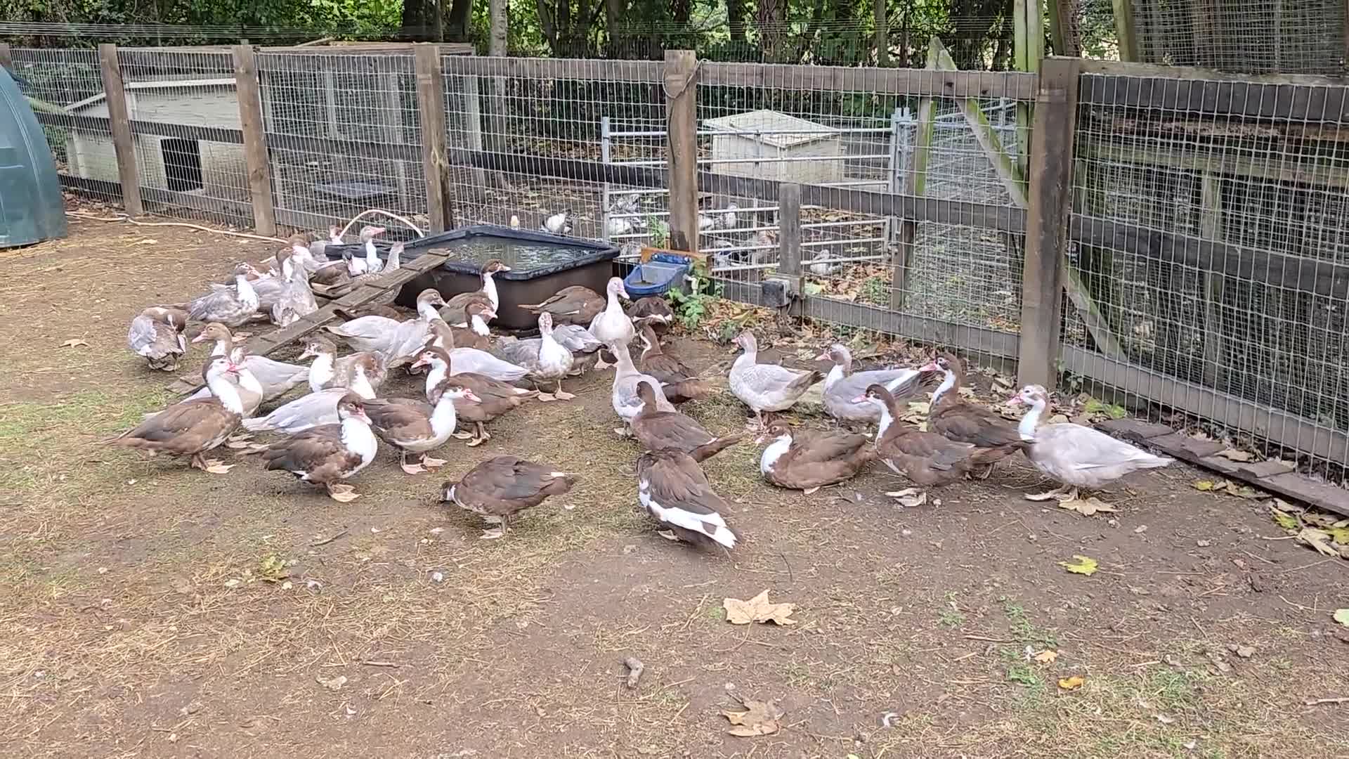 Ducks poultry for sale: Adult Muscovy Ducks Males and Females  - Video 2