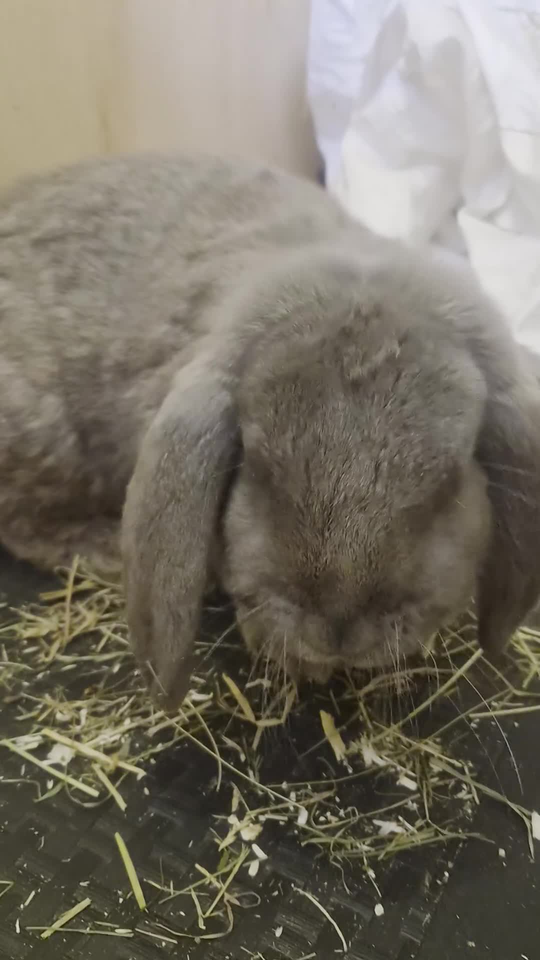 French Lop rabbits for sale: 🐰💙 TWO BEAUTIFUL MALE GIANT FRENCH LOPS 💙🐰 - Video 1