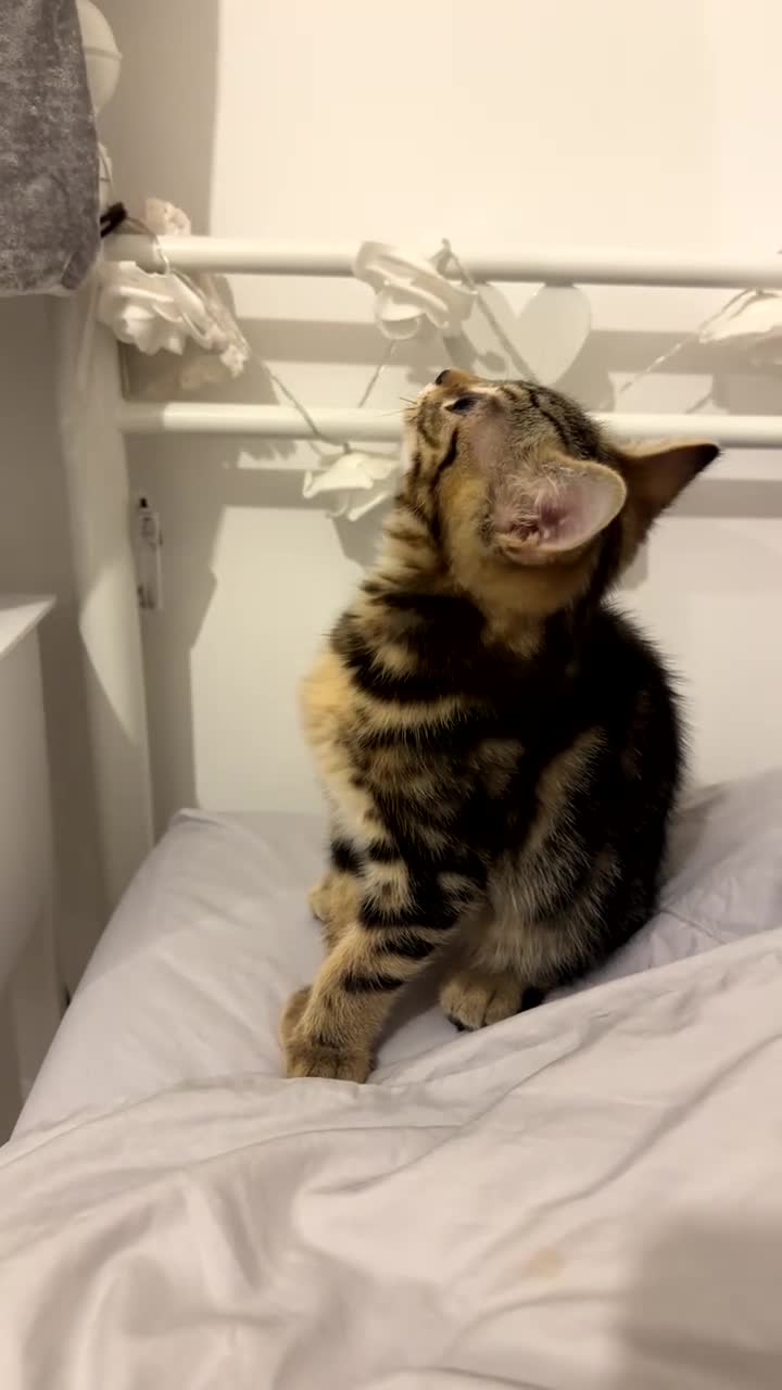 Mixed Breed cats for sale: Beautiful Tabby Kittens Looking for Loving Homes  in Dartford - Video 2