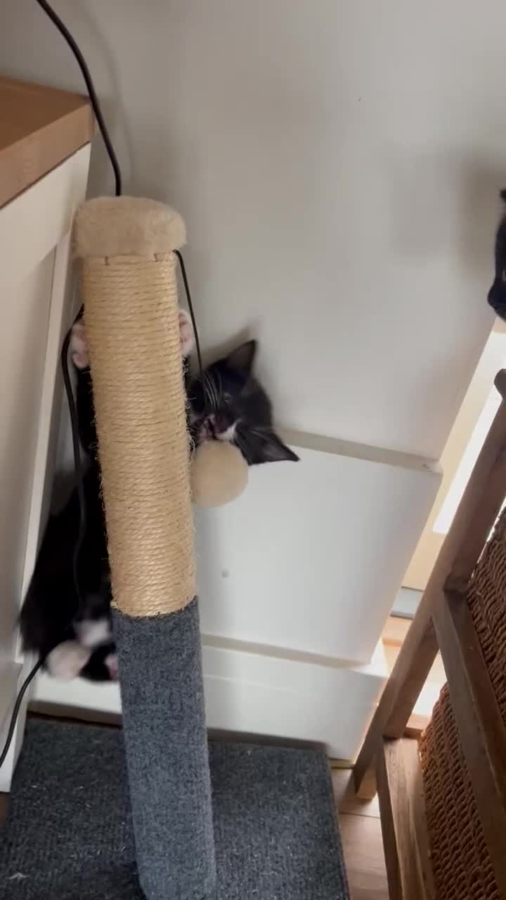 Mixed Breed cats for sale: Crescent nose kitty in Leighton Buzzard - Video 1