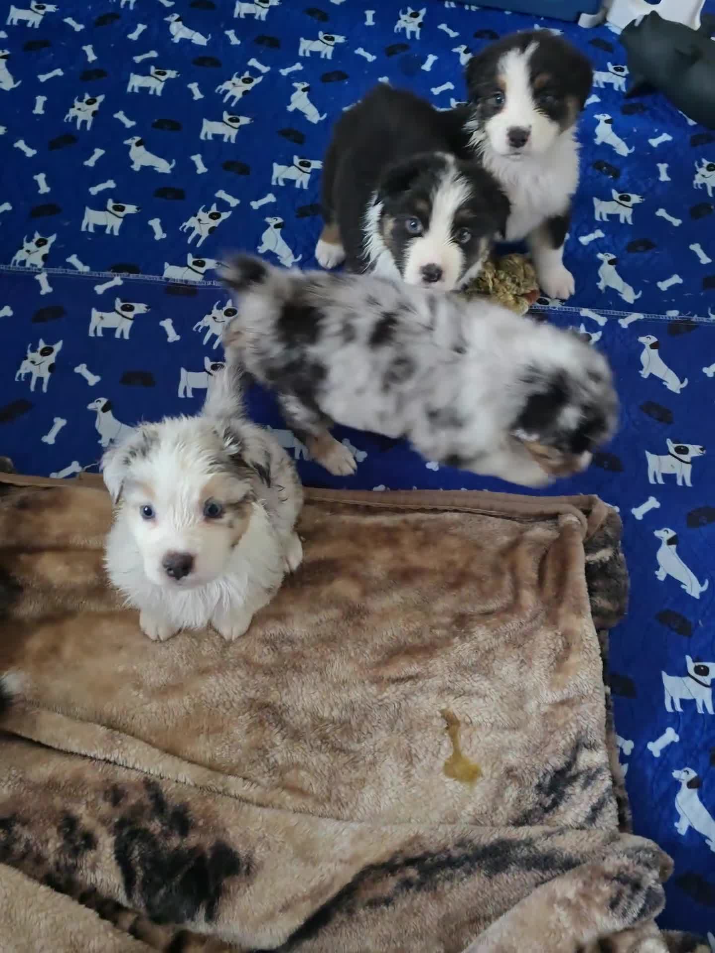 Australian Shepherd dogs for sale: Waiting list open for around **  - Video 4