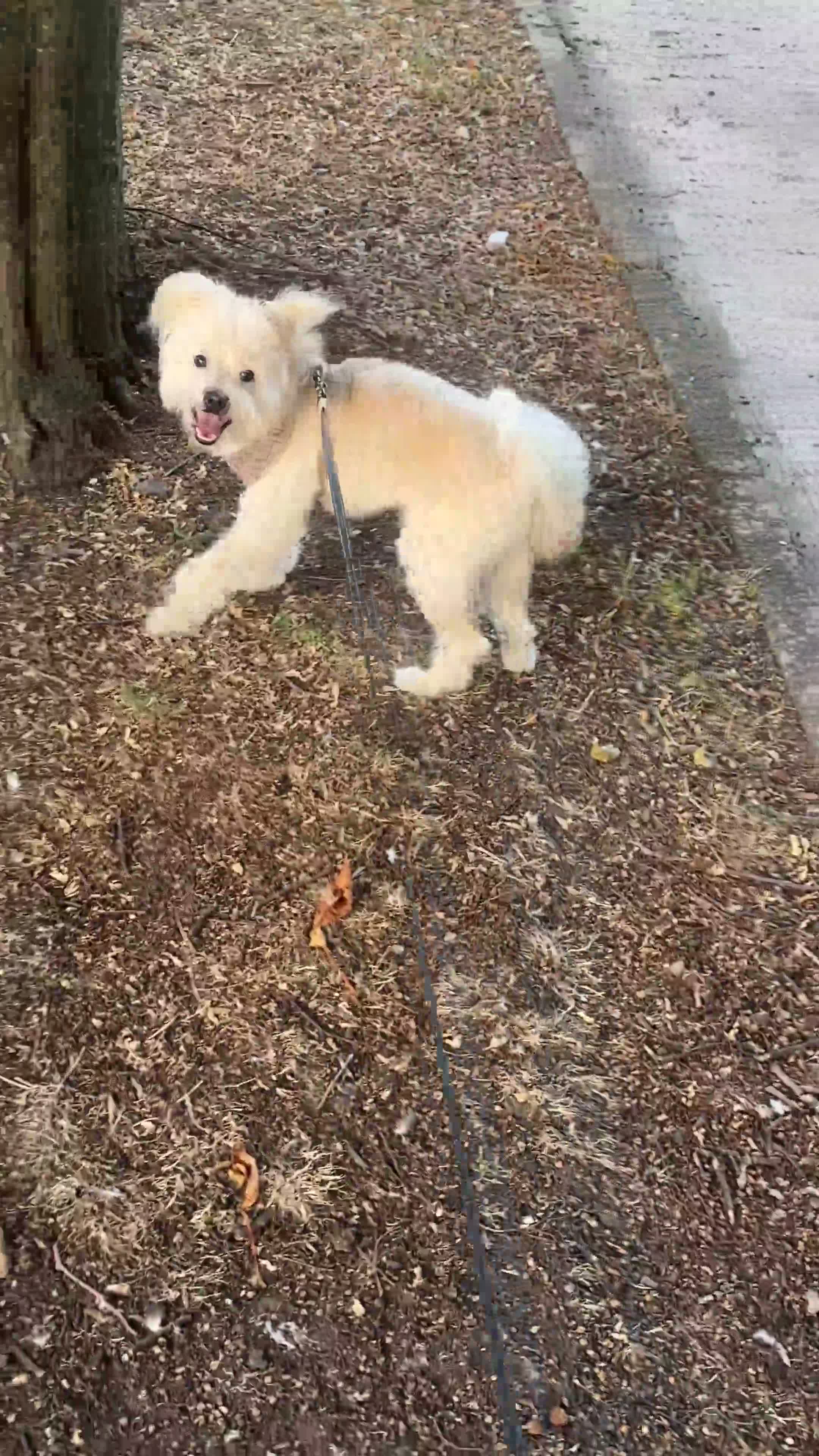 Mixed Breed dogs for sale: Loving Home Needed for Mali 🐾 in London - Video 1