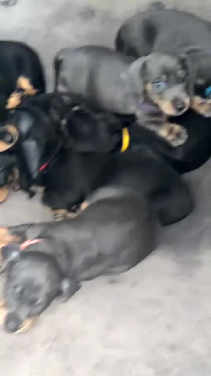 Miniature Dachshund dogs for sale: 7 Black and Tan and Blue miniature Dachshund’s  - Video 2