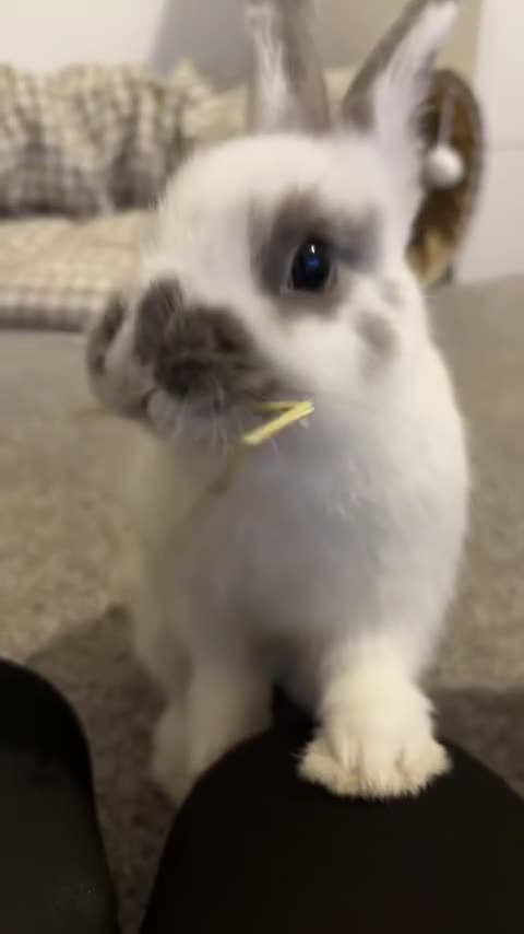 Netherland Dwarf rabbits for sale: Male rabbit for rehome  in Chester - Video 1