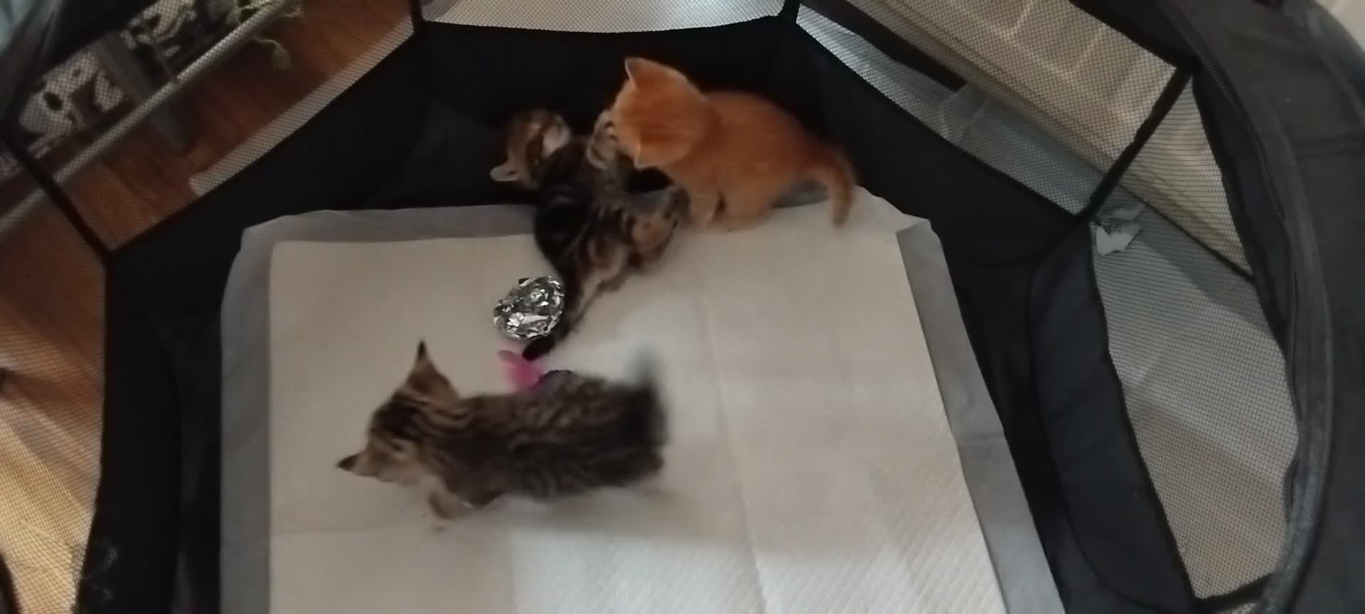 Mixed Breed cats for sale: 3 kittens looking for new home  - Video 1