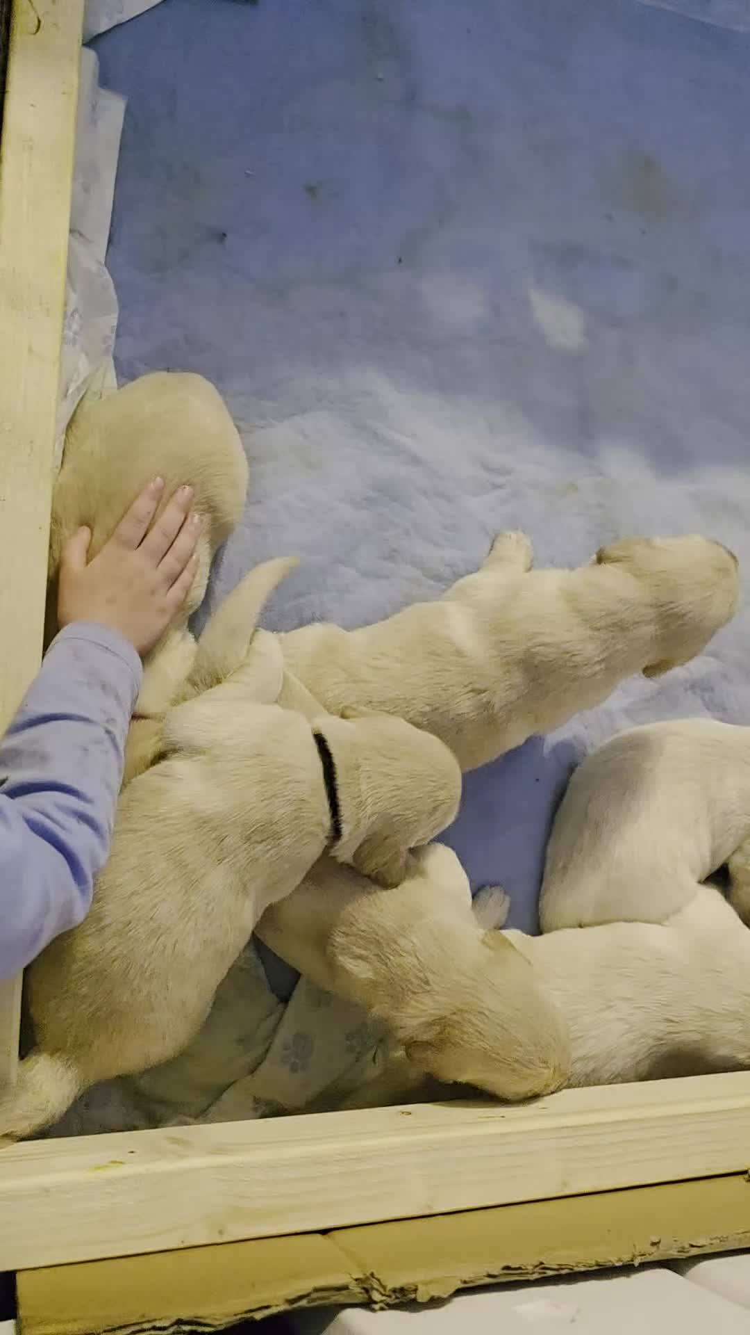 Golden Retriever dogs for sale: 8 Beautiful Fluffy Golden Retrievers in Telford - Video 3