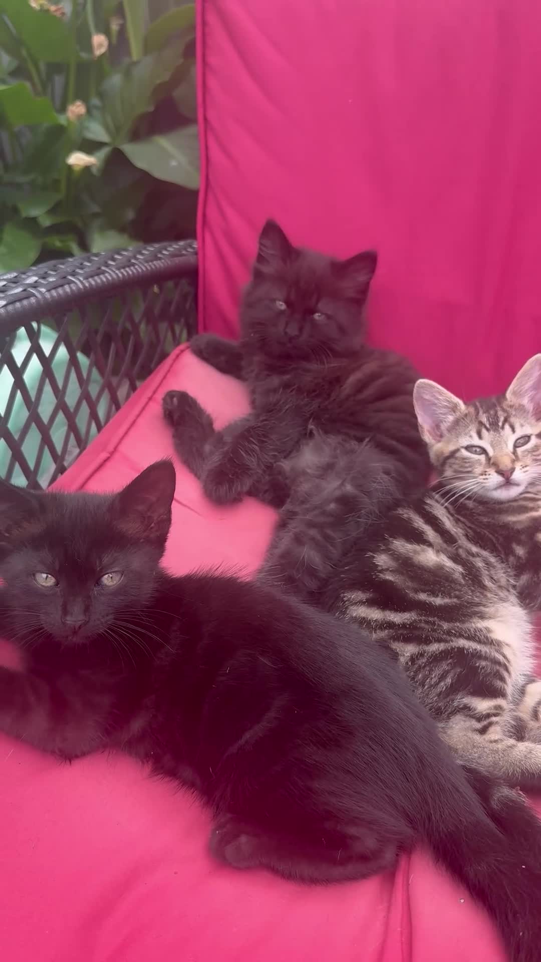 Mixed Breed cats for sale: Beautiful kitten 3 males and 2 females - Video 1