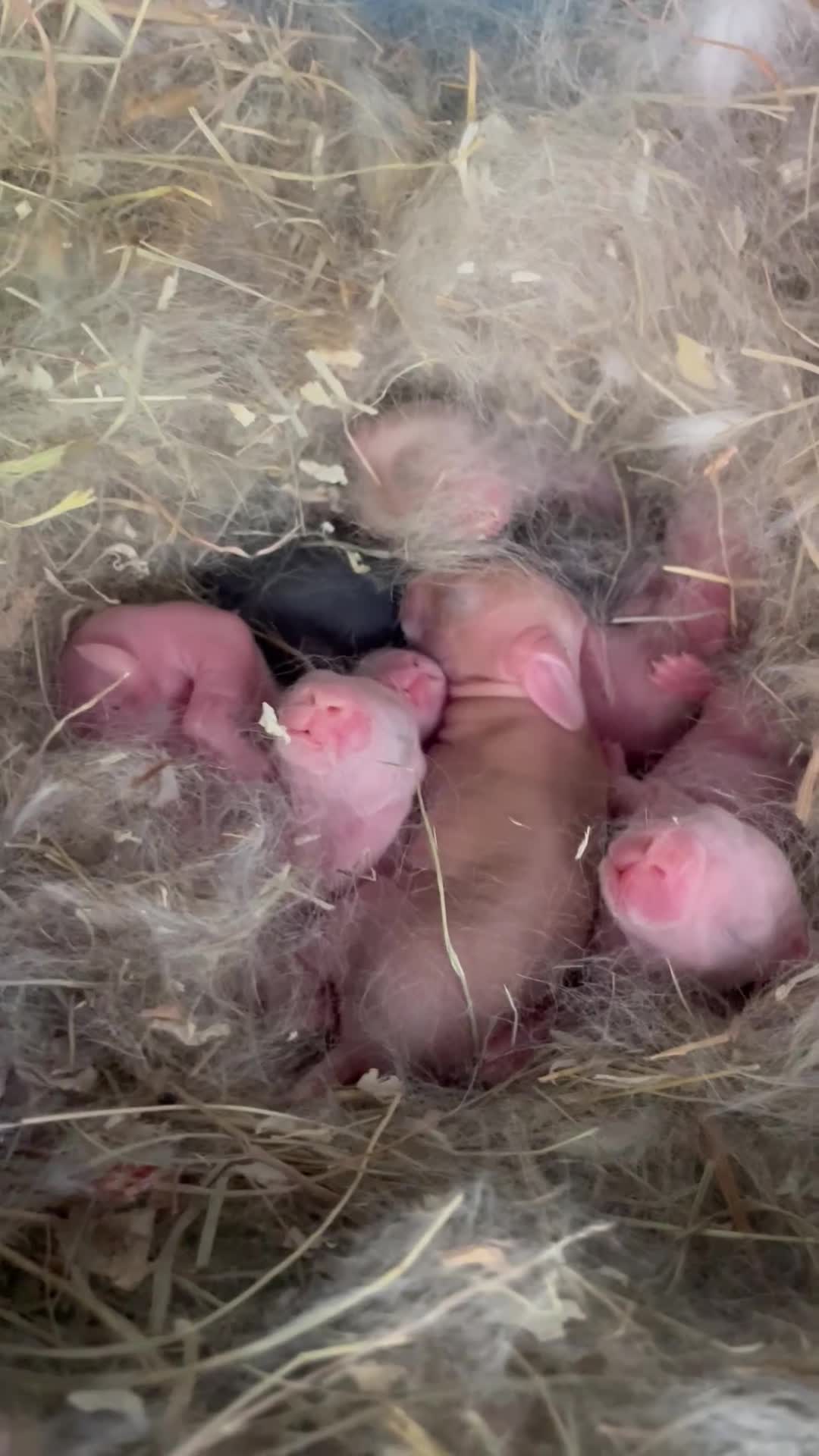 Rex rabbits for sale: 💖Pure bred mini Rex various ages 💖 - Video 3