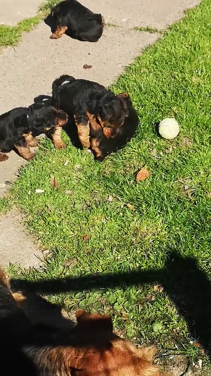 Welsh Terrier dogs for sale: Beautiful Welsh terrier puppy girl - Video 1