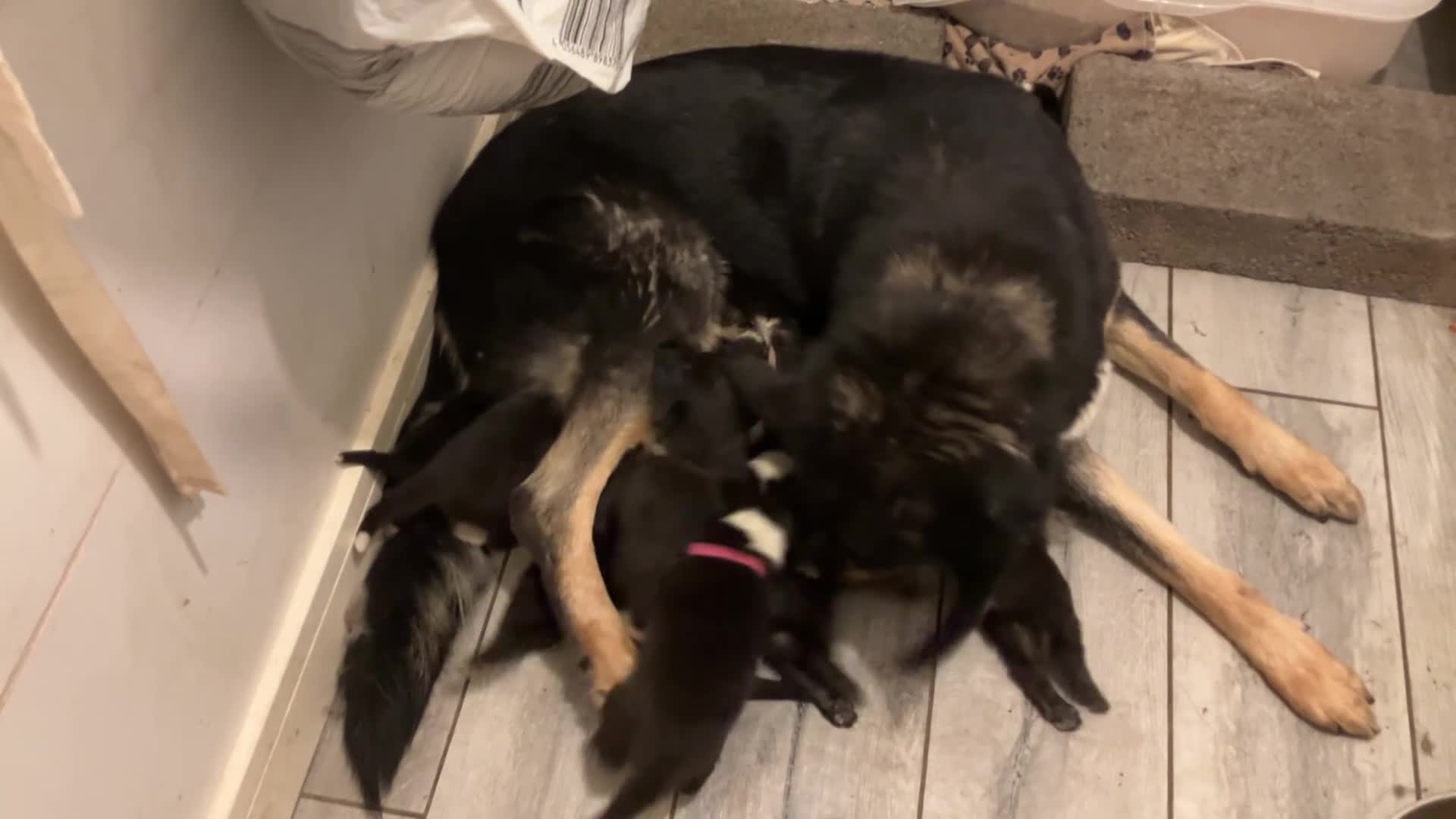 Mixed Breed dogs for sale: 🐾 Beautiful Shollie puppies - Video 1