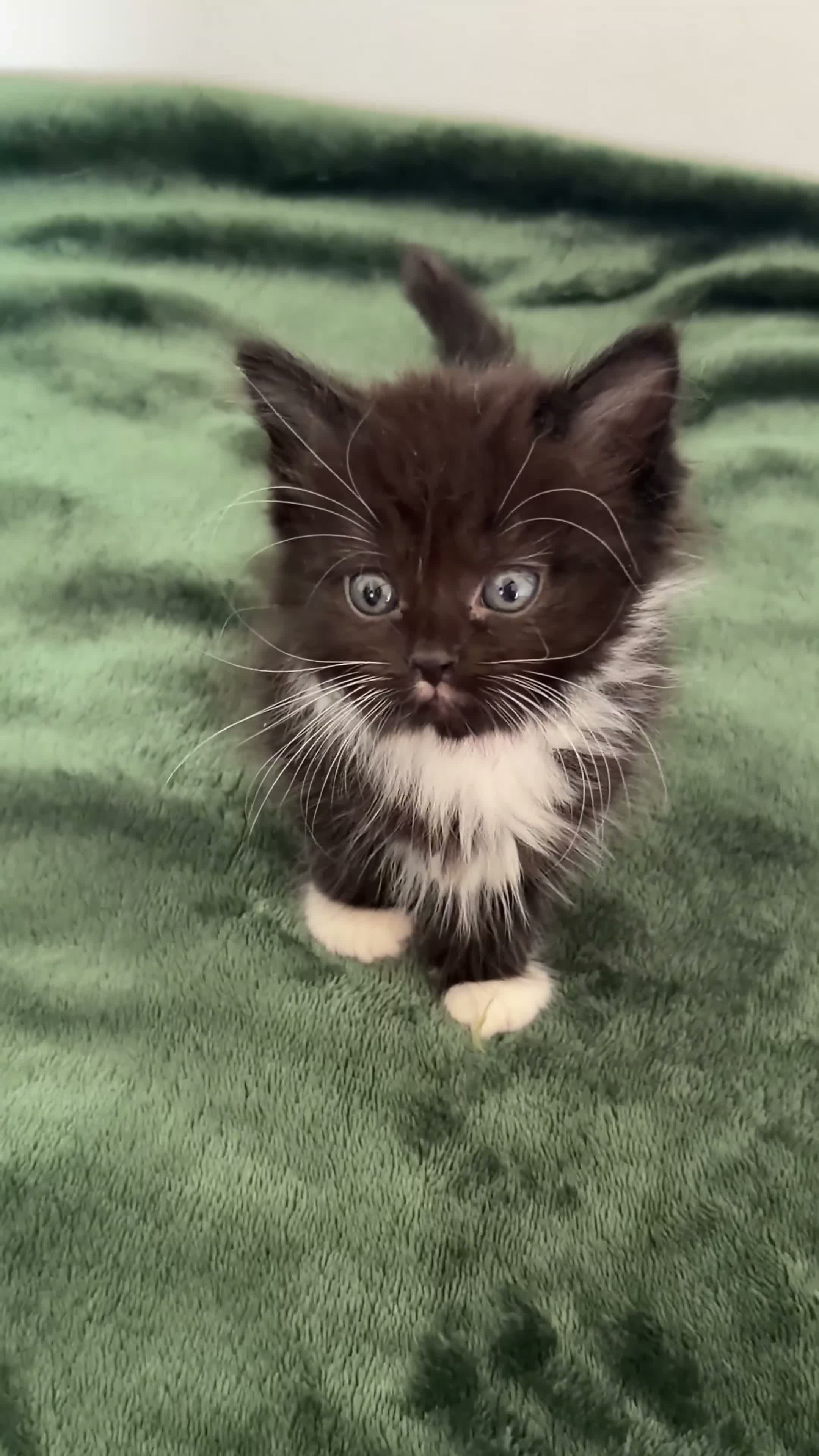 Mixed Breed cats for sale: Fluffy Half Ragdoll/Half Tuxedo Kittens🐾 - Video 5