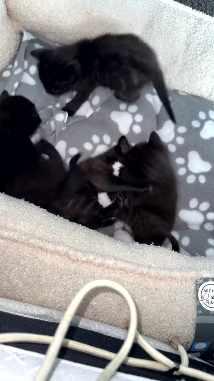 Domestic Shorthair cats for sale: Kittens  - Video 1