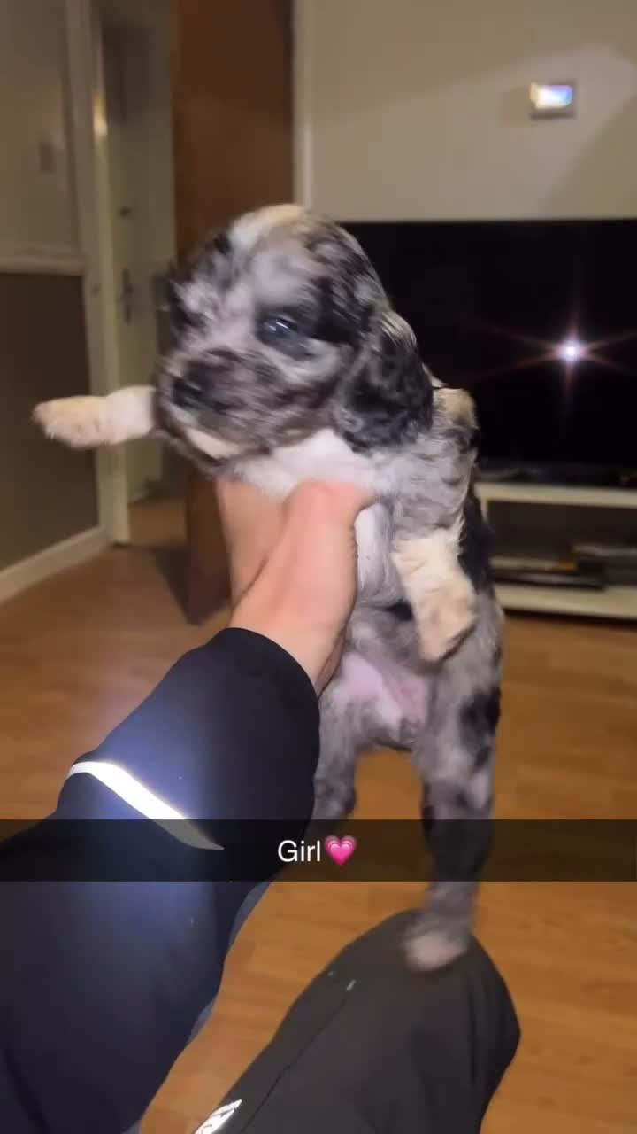 Cocker Spaniel dogs for sale: Litter of cocker spaniels  - Video 2