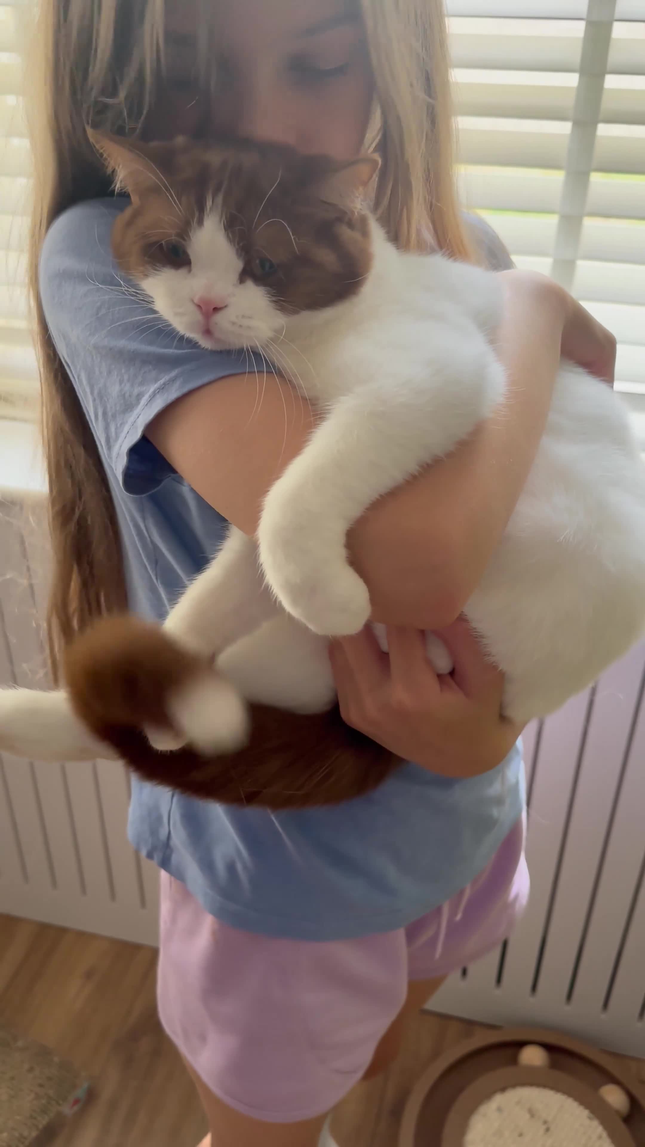 British Shorthair cats for sale: TICA/ GCCF Stunning bicolour girl  - Video 1
