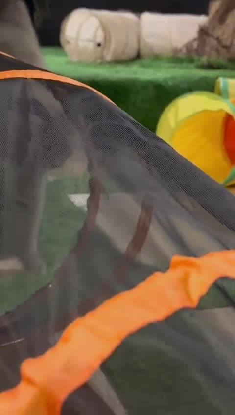 Scottish Fold cats for adoption: RAMA -MIX  SCOTTISH FOLD/BRITISH LONG HAIR BOY   - Video 3