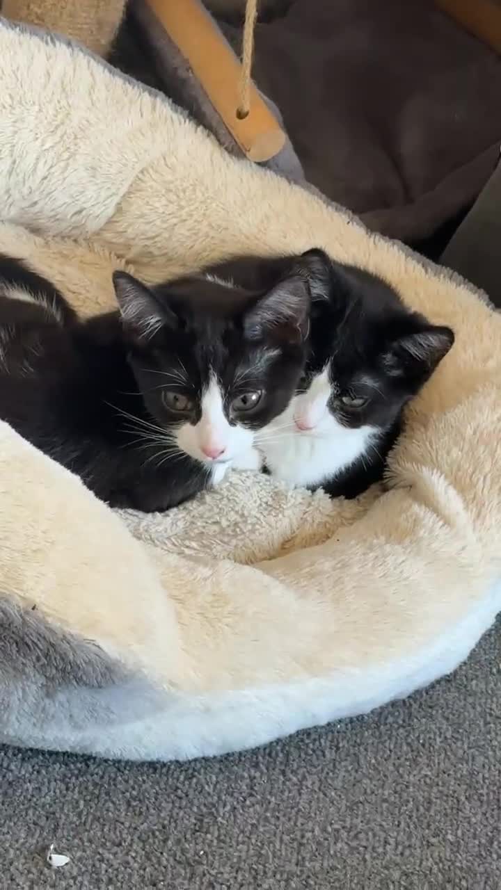 Mixed Breed cats for sale: 6 month old kitten  - Video 1