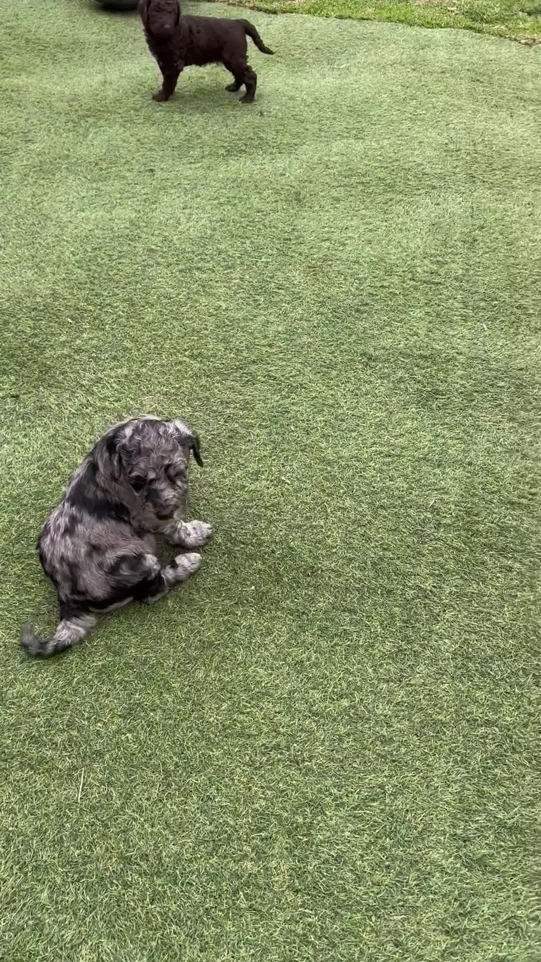 Labradoodle dogs for sale: LABRADOODLE & POODLE Ready Now - Video 3