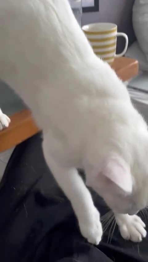 Turkish Van cats for sale: Turkish Van female kitten, 7 months for sale in London - Video 1