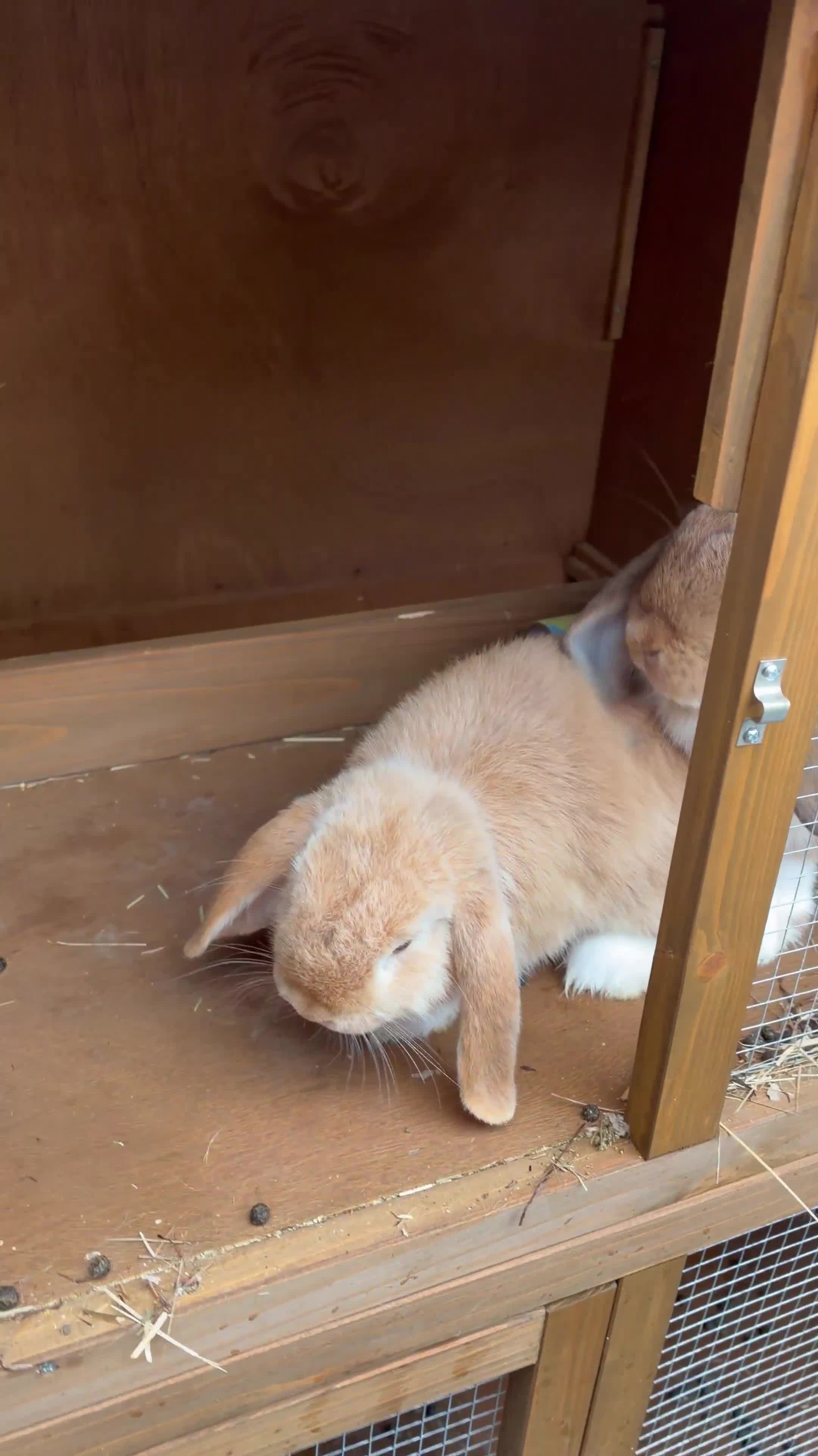 Mini Lop rabbits for sale: 2 mini lops 15 weeks male and female  in Loughborough - Video 1