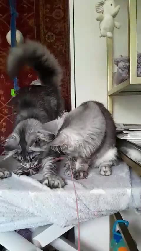 Maine Coon cats for sale: Black silver mackerel poly Girls TICA maine coon - Video 2