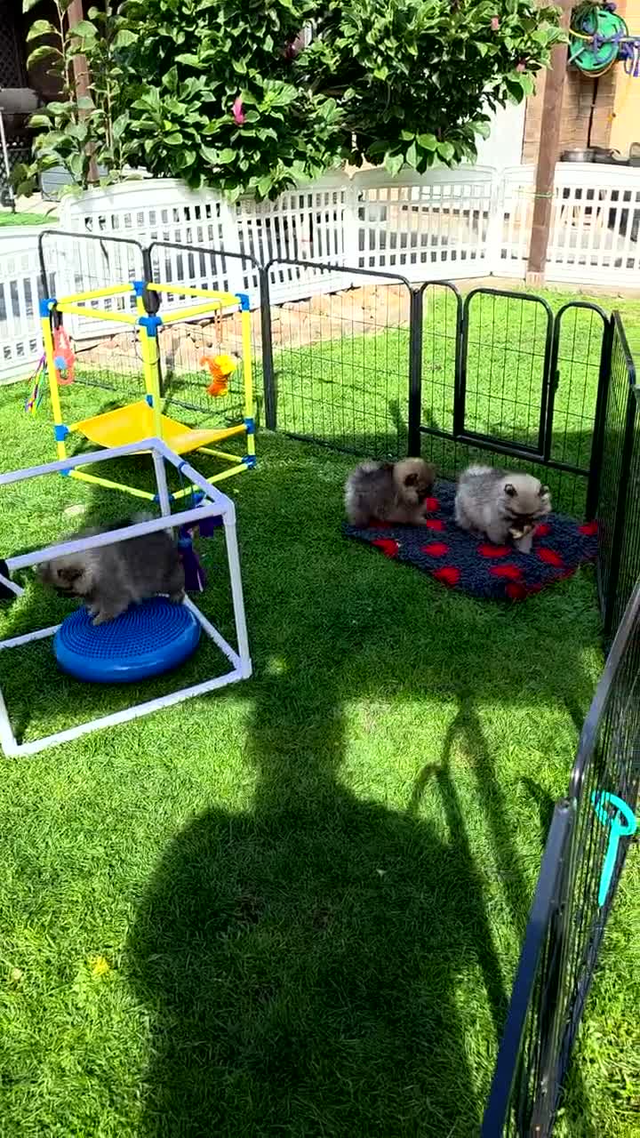 Pomeranian dogs for sale: Beautiful sable girl  - Video 1