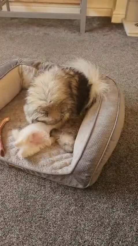 Pomeranian dogs for sale: K C registered beautiful Pomeranians - Video 1