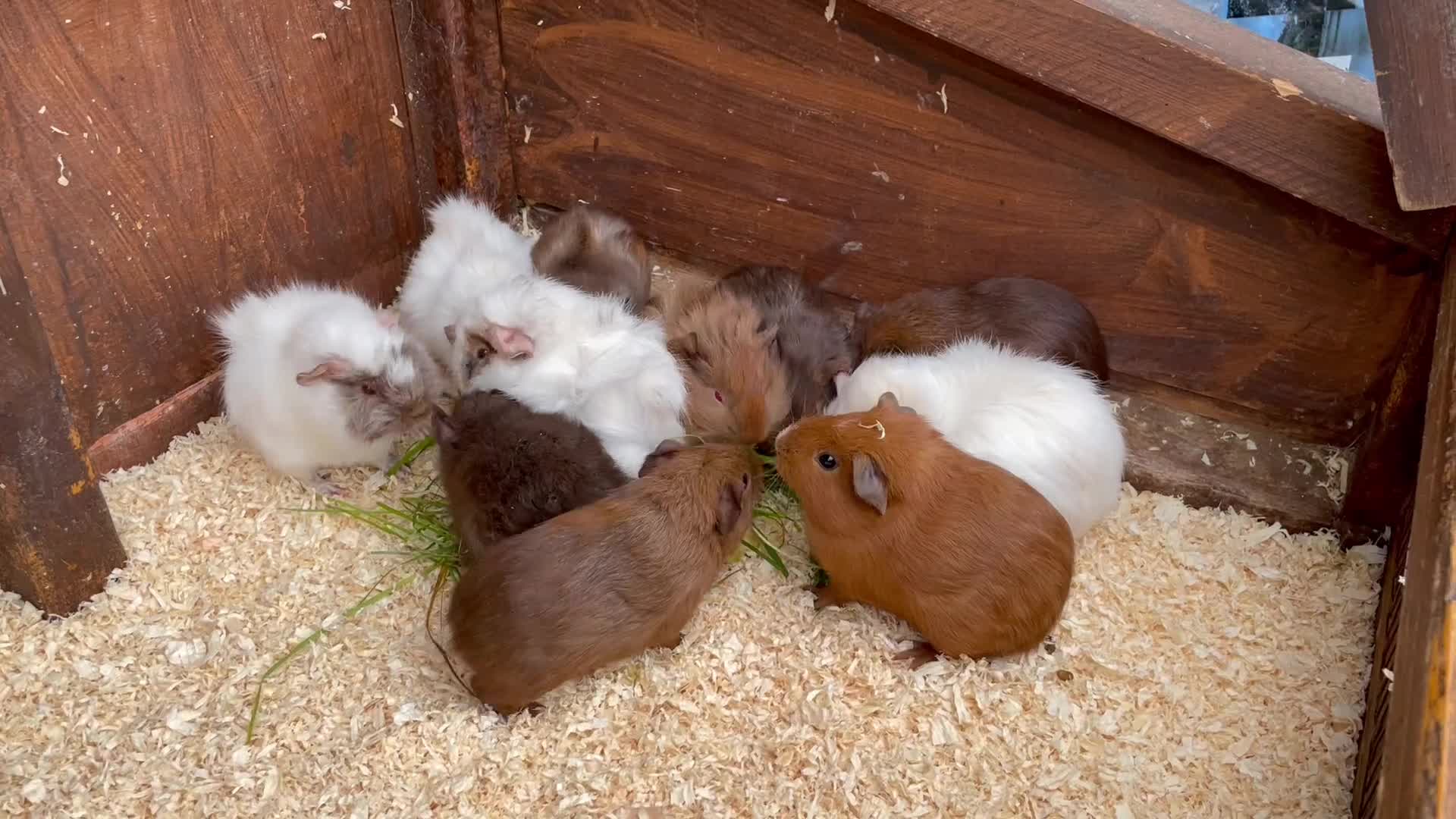 Guinea Pig rodents for sale: little piggies  - Video 1